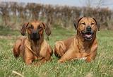 RODESIAN RIDGEBACK 099